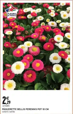 Intermarché Contact Pâquerette bellis perennis pot 10 cm offre