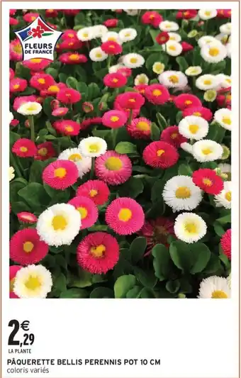 Intermarché Contact Pâquerette bellis perennis pot 10 cm offre
