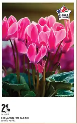Intermarché Contact Cyclamen pot 10.5 cm offre