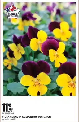 Intermarché Contact Viola cornuta suspension pot 23 cm offre