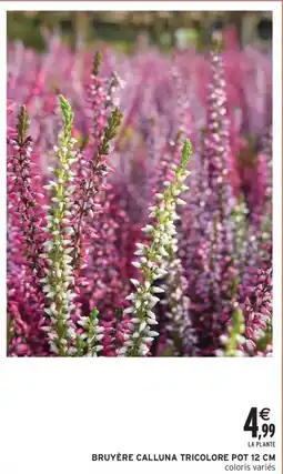 Intermarché Contact Bruyère calluna tricolore pot 12 cm offre