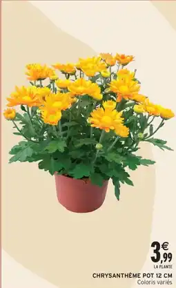 Intermarché Contact Chrysanthème pot 12 cm offre