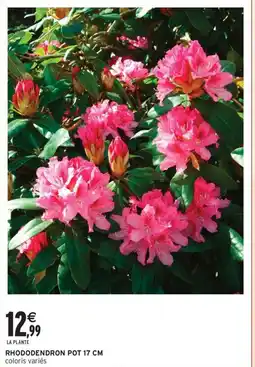 Intermarché Contact Rhododendron pot 17 cm offre