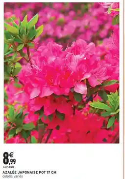 Intermarché Contact Azalée japonaise pot 17 cm offre