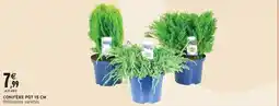 Intermarché Contact Conifère pot 15 cm offre