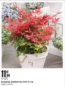 Intermarché Contact Nandina domestica pot 17 cm offre