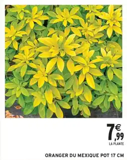 Intermarché Contact Oranger du mexique pot 17 cm offre