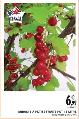 Intermarché Contact Arbuste à petits fruits offre