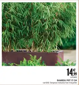 Intermarché Contact Bambou pot 17 cm offre
