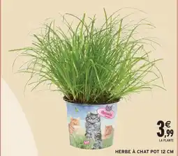 Intermarché Contact Herbe à chat pot 12 cm offre
