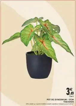 Intermarché Contact Pot de syngonium - 17cm thevenin offre