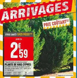 Brico Cash Plante de haie cyprès offre