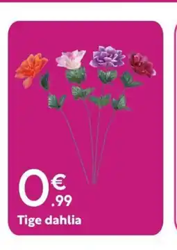 Maxi Bazar Tige dahlia offre