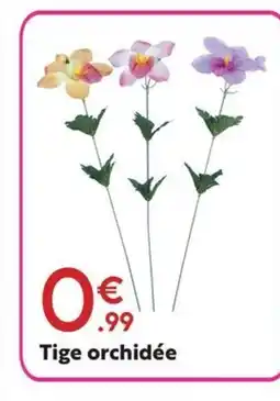Maxi Bazar Tige orchidée offre