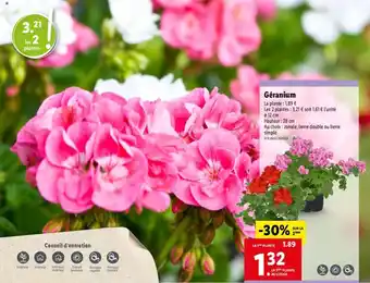 Lidl Géranium offre