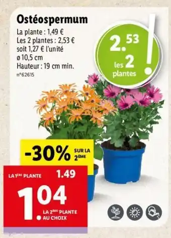 Lidl Ostéospermum offre