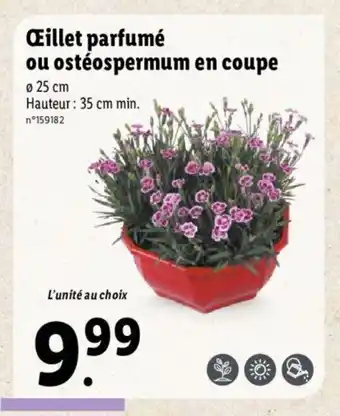 Lidl Œillet parfumé ou ostéospermum en coupe offre
