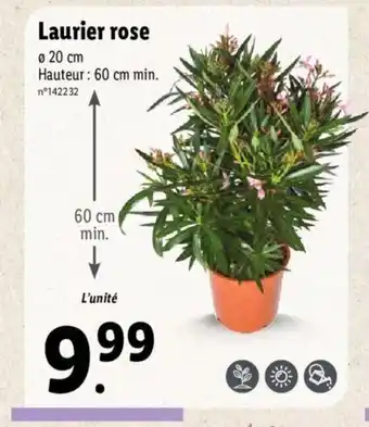 Lidl Laurier rose offre