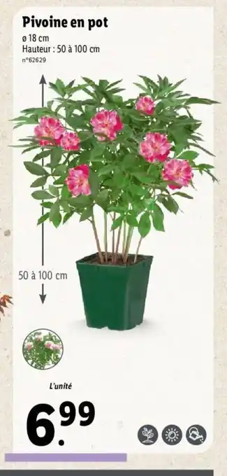 Lidl Pivoine en pot offre
