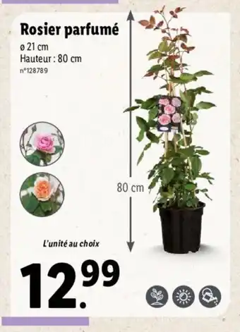 Lidl Rosier parfumé offre