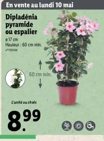 Lidl Dipladénia pyramide ou espalier offre