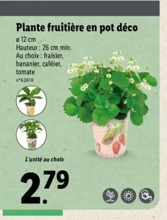 Lidl Plante fruitière en pot déco offre