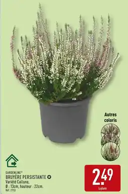 ALDI GARDENLINE Bruyère persistante offre