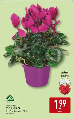 ALDI GARDENLINE Cyclamen offre