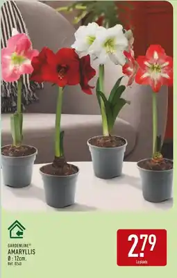 ALDI GARDENLINE Amaryllis offre