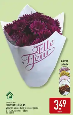 ALDI GARDENLINE Chrysanthème offre