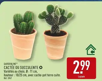 ALDI GARDENLINE CACTÉE OU SUCCULENTE offre