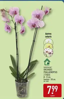 ALDI GARDENLINE Orchidée Phalaenopsis offre