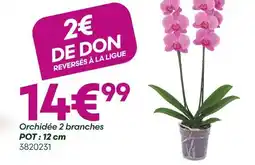 Ma Jardinerie Orchidée 2 branches offre