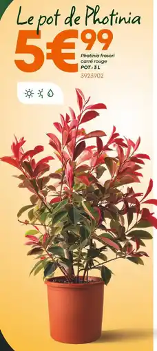 Ma Jardinerie Le pot de Photinia offre