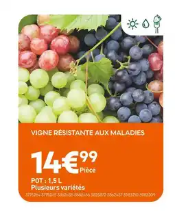 Ma Jardinerie Vigne résistante aux maladies offre