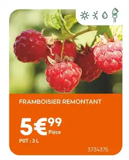 Ma Jardinerie Framboisier Remontant offre
