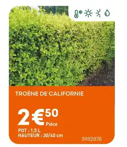 Ma Jardinerie Troène de Californie offre