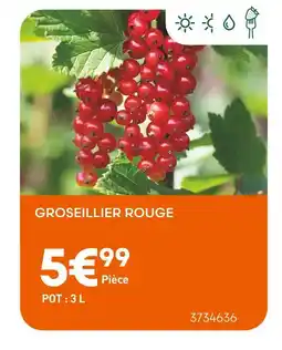 Ma Jardinerie Groseillier Rouge offre