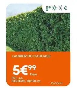 Ma Jardinerie Laurier du Caucase offre