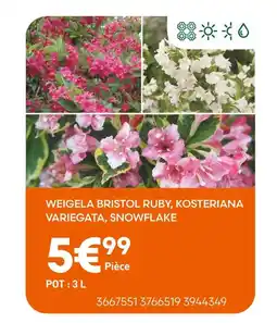 Ma Jardinerie Weigela bristol ruby, kosteriana variegata, snowflake offre
