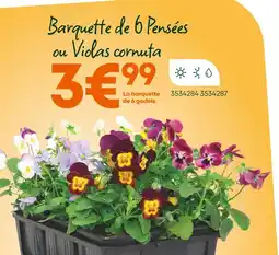 Ma Jardinerie Barquette de 6 Pensées offre