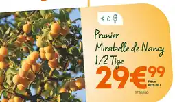 Ma Jardinerie Prunier Mirabelle de Nancy 1/2 Tige offre