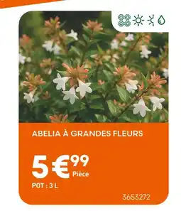 Ma Jardinerie Abelia à grandes fleurs offre