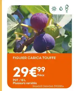 Ma Jardinerie Figuier Carica Touffe offre