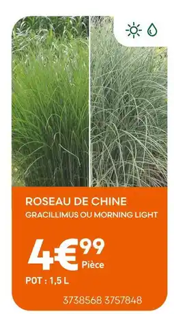 Ma Jardinerie Roseau de Chine offre