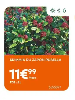 Ma Jardinerie Skimmia du Japon Rubella offre