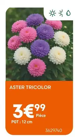 Ma Jardinerie Aster Tricolor offre