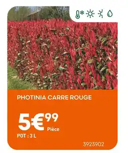 Ma Jardinerie Photinia Carre Rouge offre