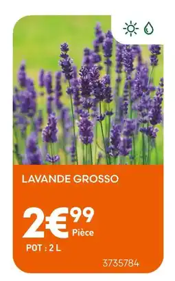 Ma Jardinerie Lavande Grosso offre