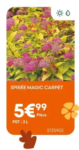 Ma Jardinerie Spirée Magic Carpet offre